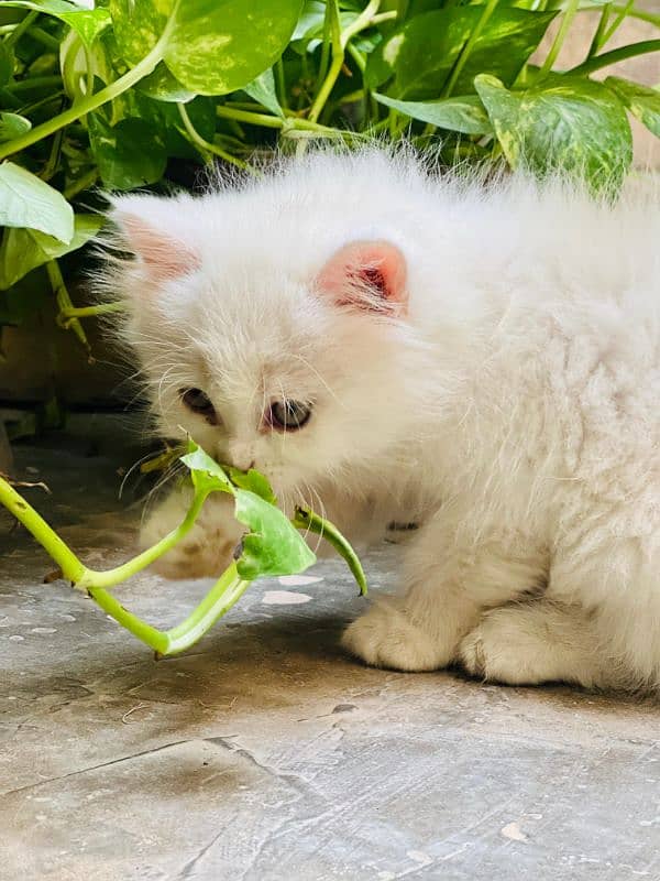 Fully Active Persian pair for Sale male Green eye female Odd eye 5