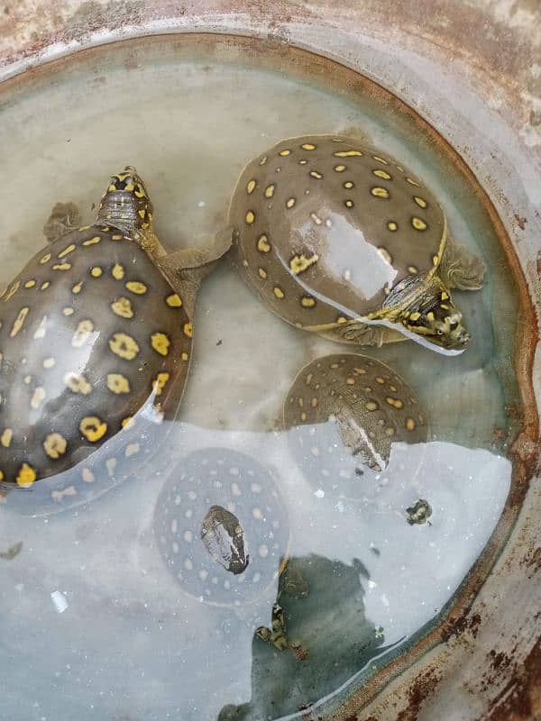 cute baby of turtles 4 piees 3