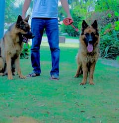 german shepherd male and female for sale