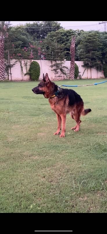 german shepherd male and female for sale 3