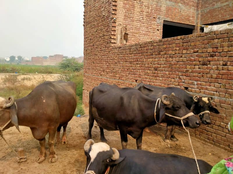 Taza sui 3 adad Buffalos 0