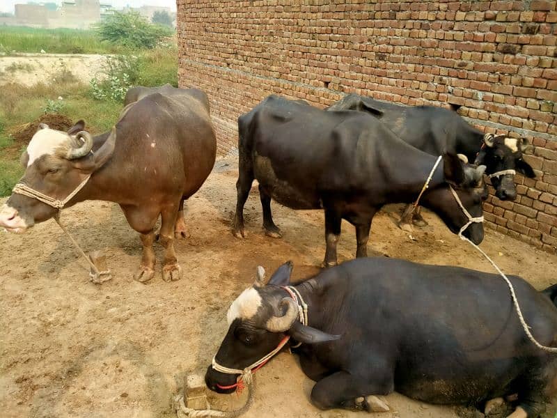 Taza sui 3 adad Buffalos 1