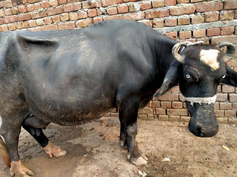 Taza sui 3 adad Buffalos 2