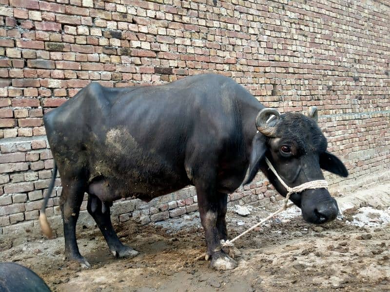 Taza sui 3 adad Buffalos 11