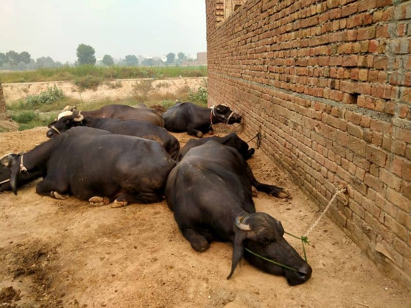 Taza sui 3 adad Buffalos 16