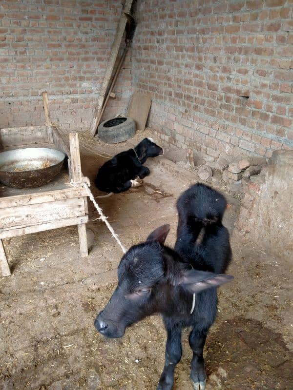 Taza sui 3 adad Buffalos 17