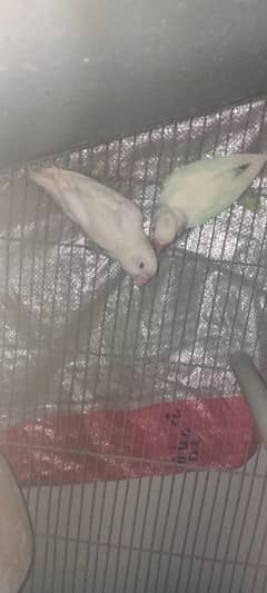 BEST QUALITY RING BIRD albino black eye  PAIR BEST JUMBO.