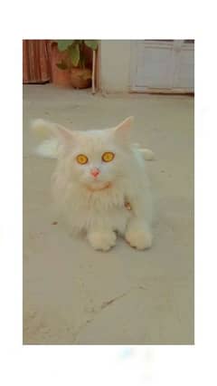 Doll face Persian cat