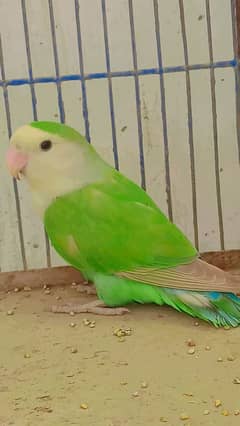 lovebird (seagreen)