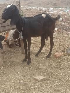 urgent sale bakri dogli Sath 2female bacha ha