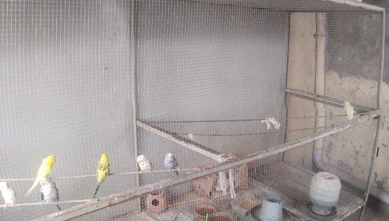 Master cage full size for birds,chicks etc with heavy iron material 4