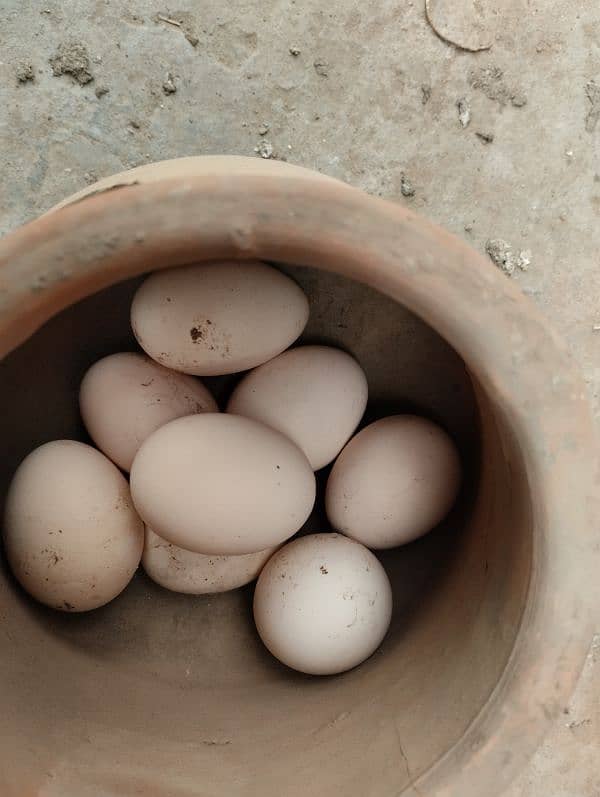 Desi eggs available with reasonable rate 1