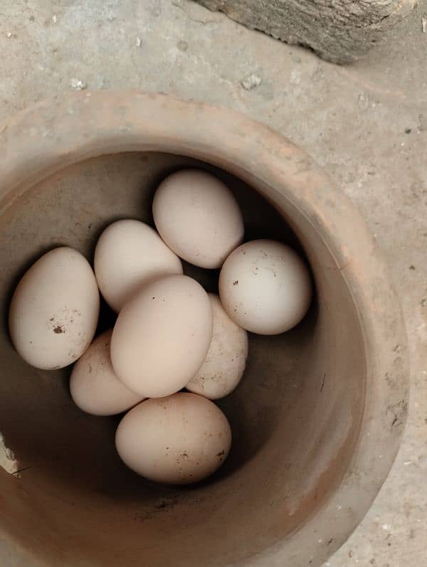 Desi eggs available with reasonable rate 3