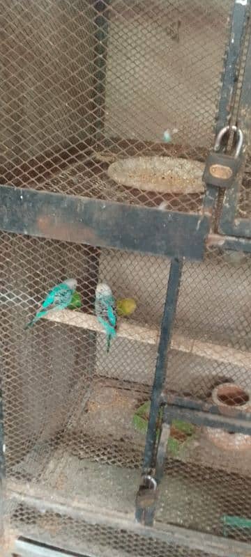 budgies parrot. s pair for sale 0