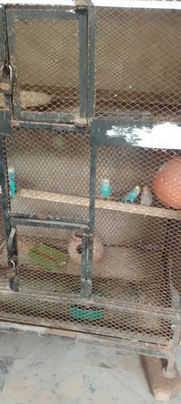 budgies parrot. s pair for sale 1