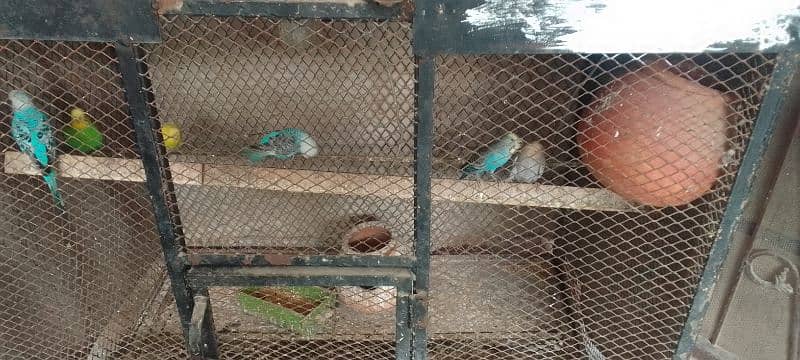 budgies parrot. s pair for sale 3