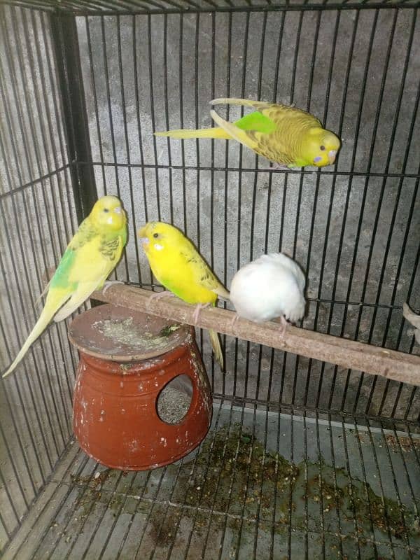 Australian parrot for sale 1