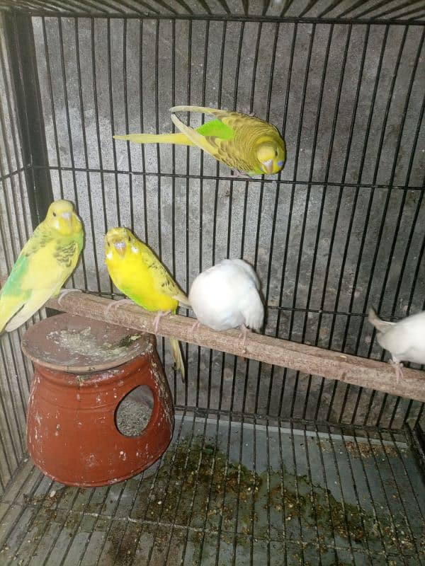 Australian parrot for sale 2