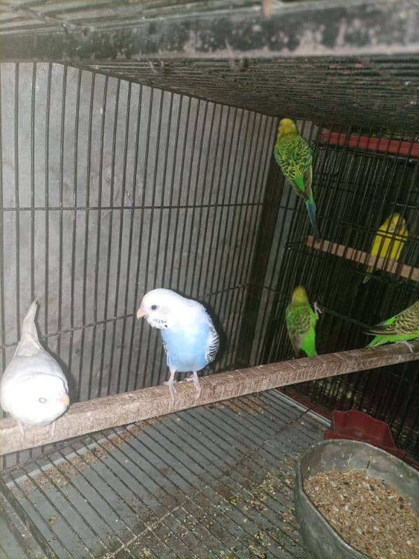 Australian parrot for sale 3