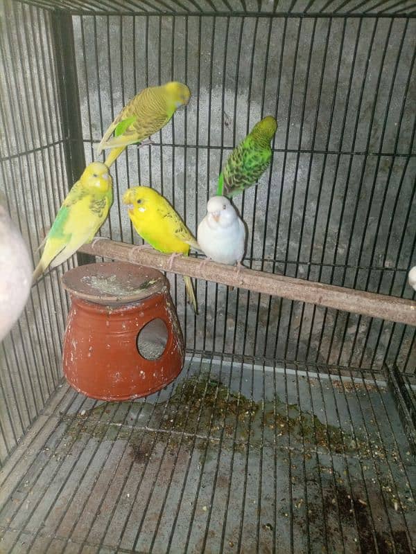 Australian parrot for sale 5