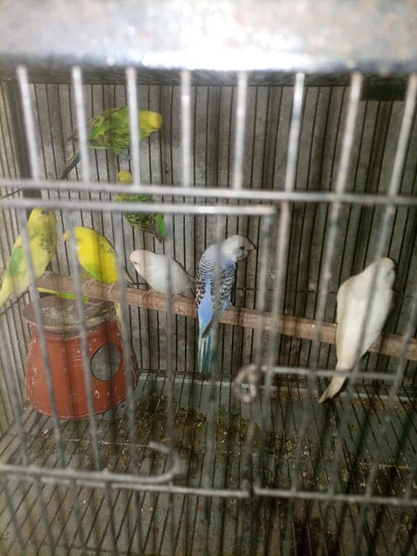 Australian parrot for sale 6