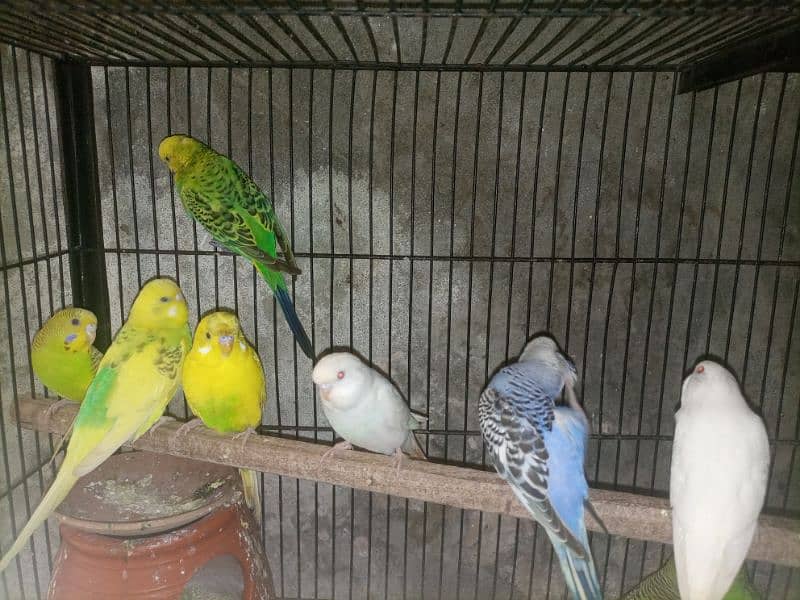 Australian parrot for sale 7