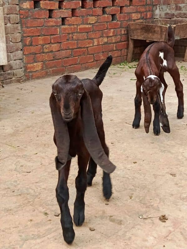 Big Size Nagri Bakri with 2 kids For Sale 1