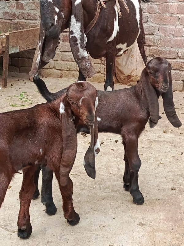 Big Size Nagri Bakri with 2 kids For Sale 2