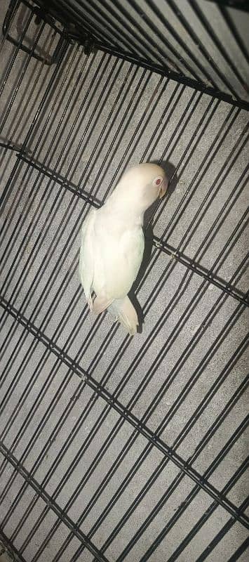 albino red eye adult female jumbo size 1