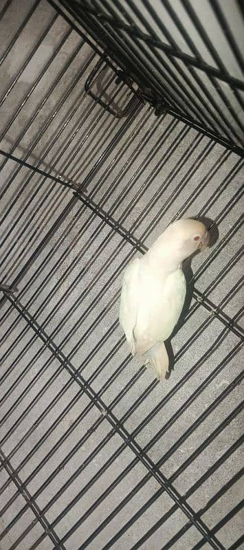 albino red eye adult female jumbo size 2