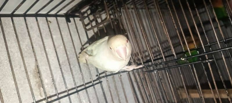 albino red eye adult female jumbo size 3