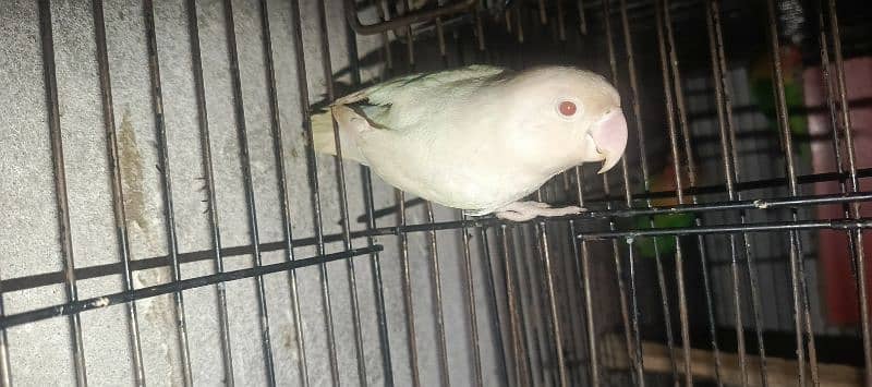 albino red eye adult female jumbo size 4