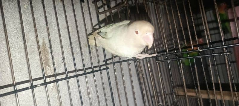 albino red eye adult female jumbo size 5