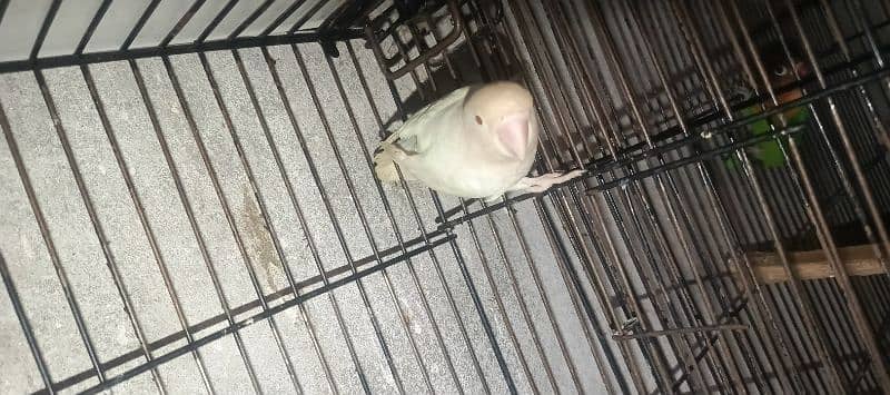 albino red eye adult female jumbo size 6