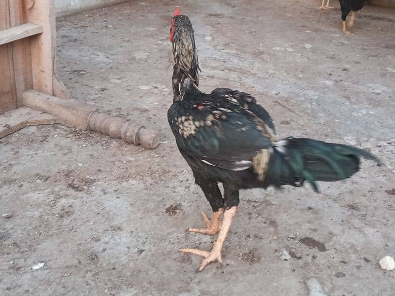 Sindhi cross and misri rooster(Male) for sale. Red and white colour 6