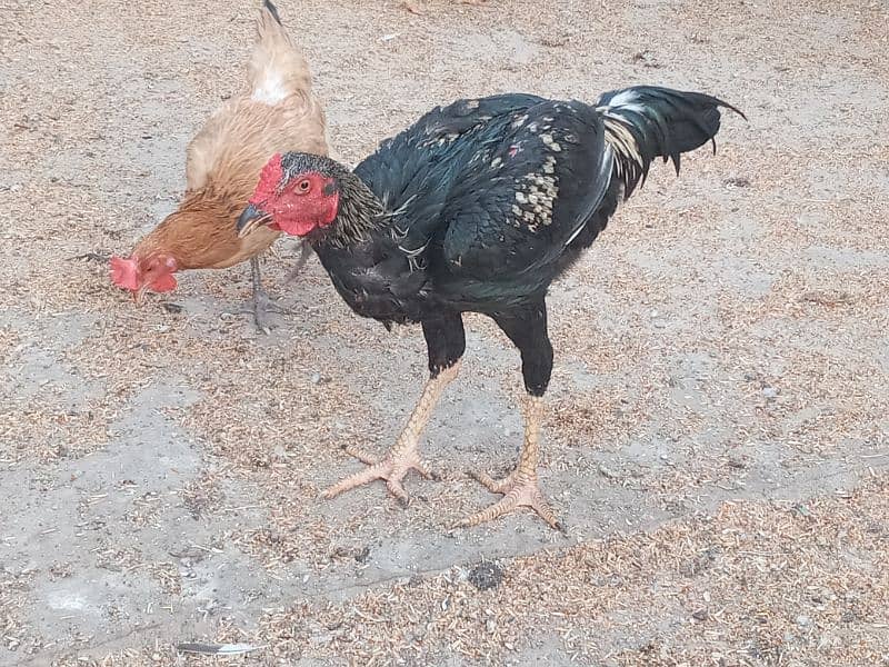 Sindhi cross and misri rooster(Male) for sale. Red and white colour 7