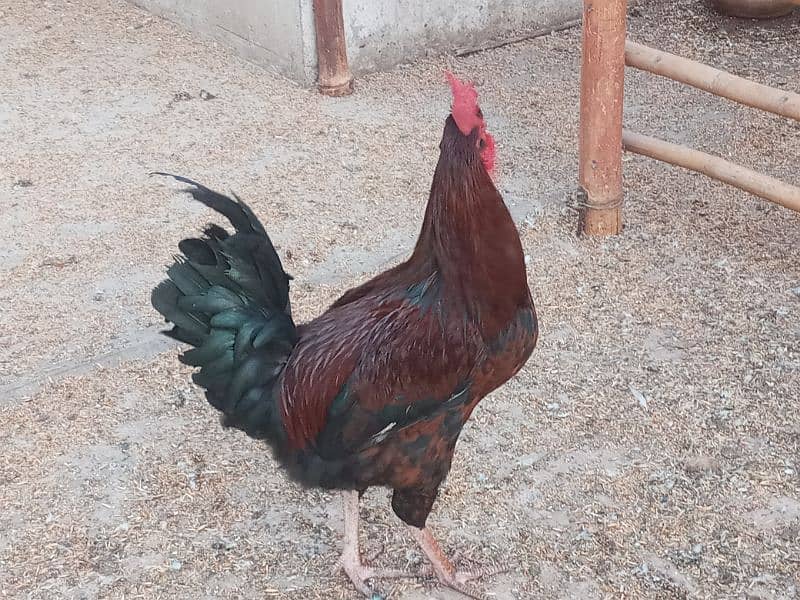 Sindhi cross and misri rooster(Male) for sale. Red and white colour 8