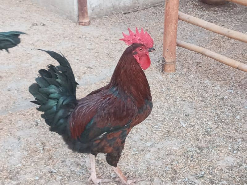 Sindhi cross and misri rooster(Male) for sale. Red and white colour 9