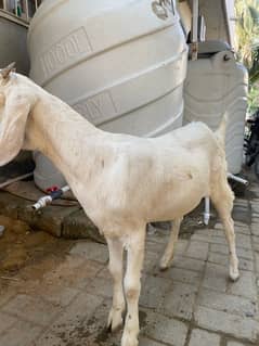 bakri for sell