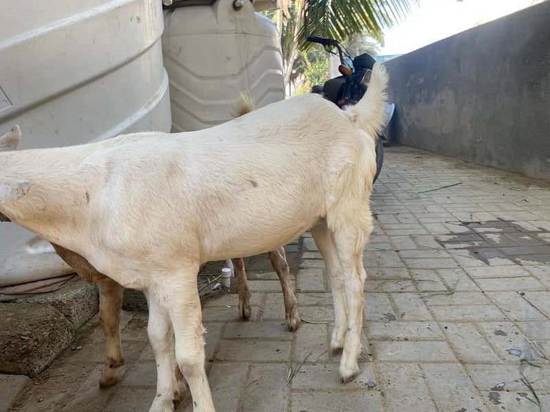 bakri for sell 1