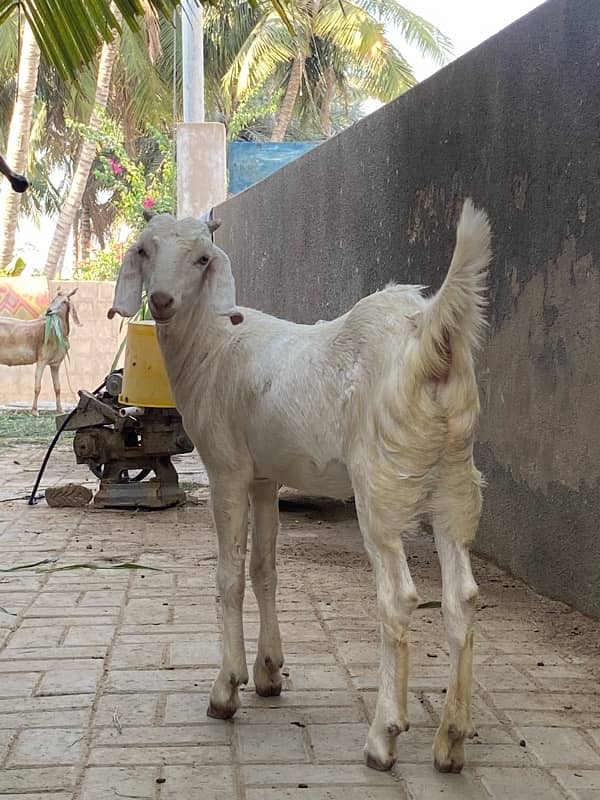 bakri for sell 2