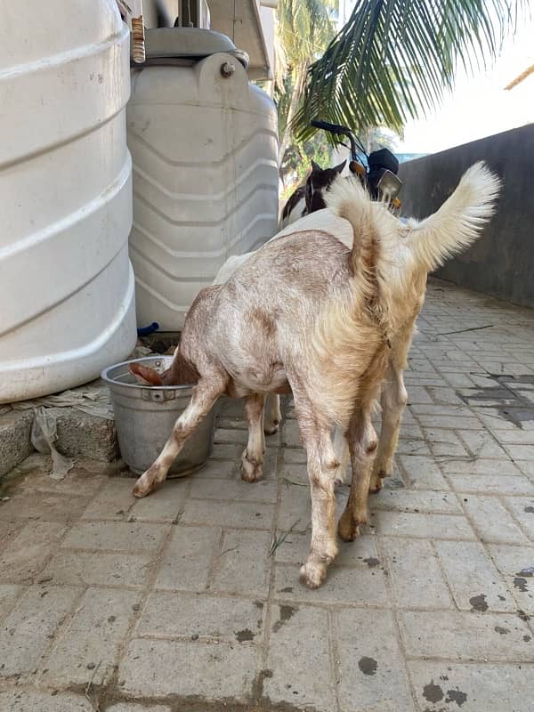 bakri for sell 3