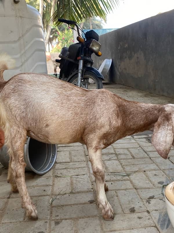 bakri for sell 4