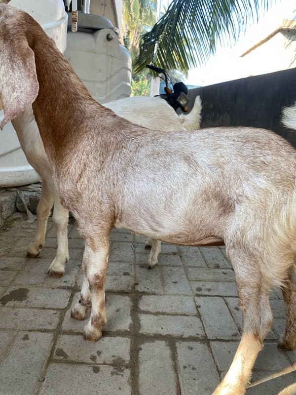 bakri for sell 5