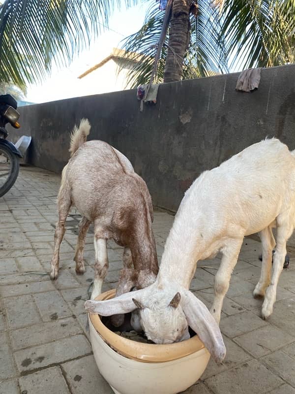 bakri for sell 6