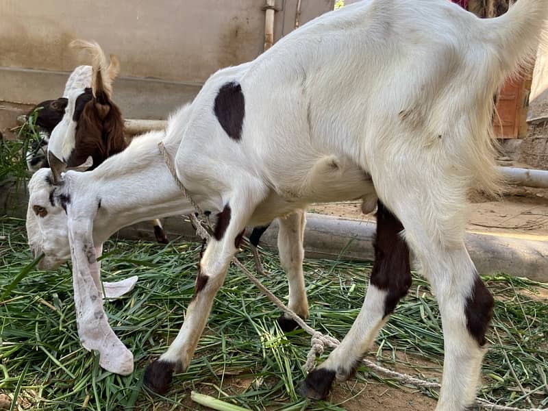 bakri for sell 8