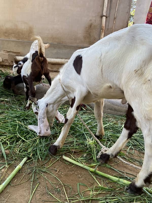 bakri for sell 10