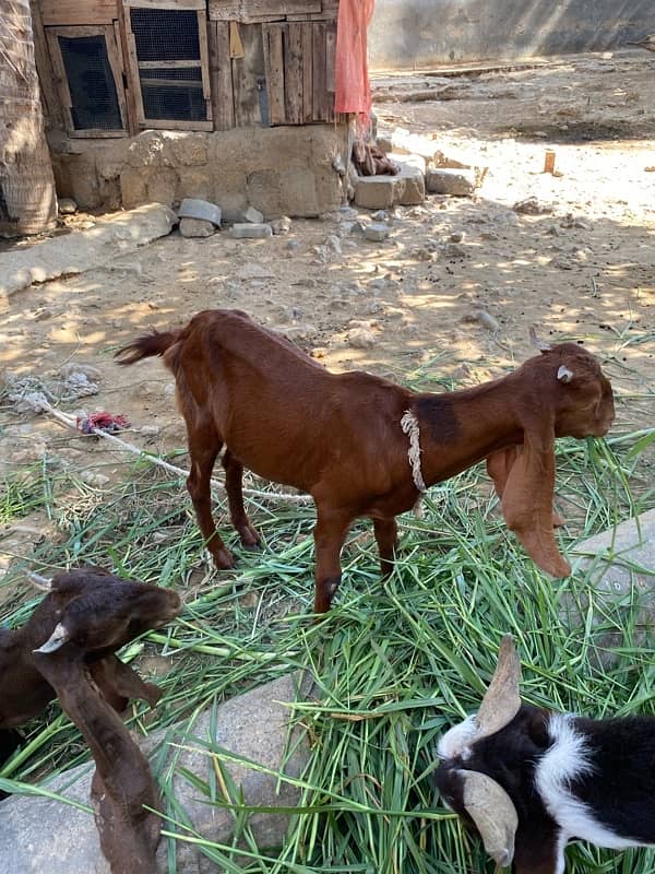 bakri for sell 12