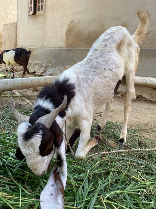 bakri for sell 13