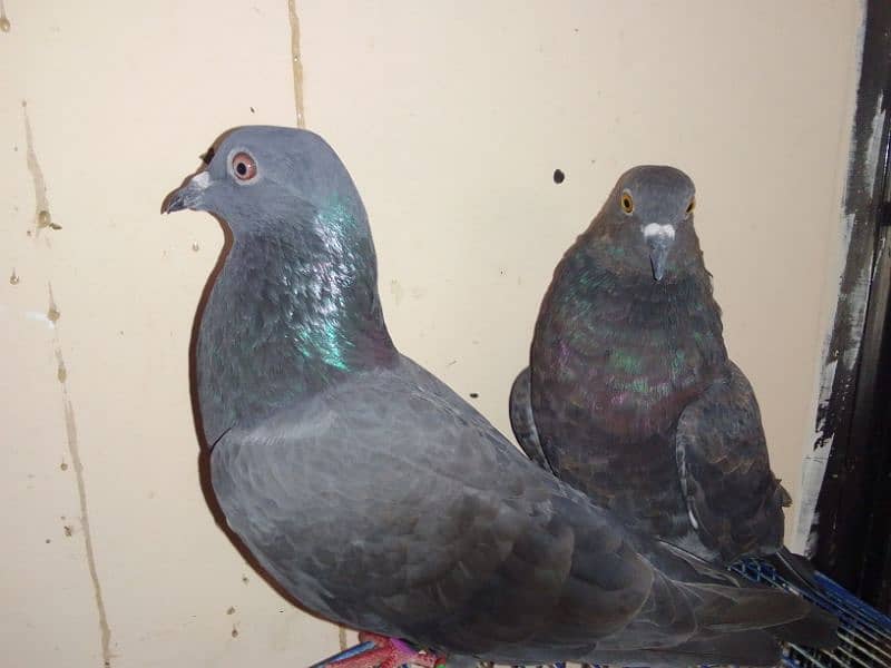 black eagle pigeon pair 2